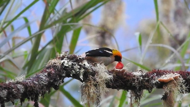 Flame-faced Tanager - ML481430051