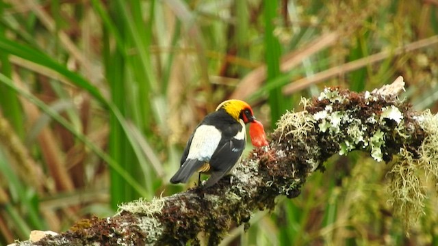 Flame-faced Tanager - ML481430131