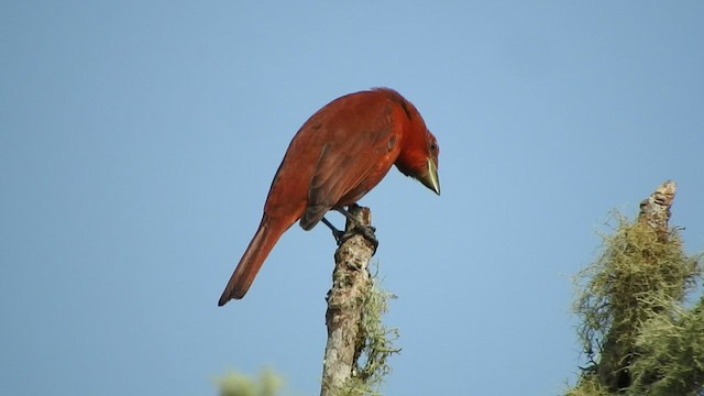 Hepatic Tanager - ML481430171
