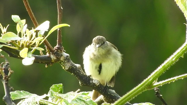 Olive-chested Flycatcher - ML481436561