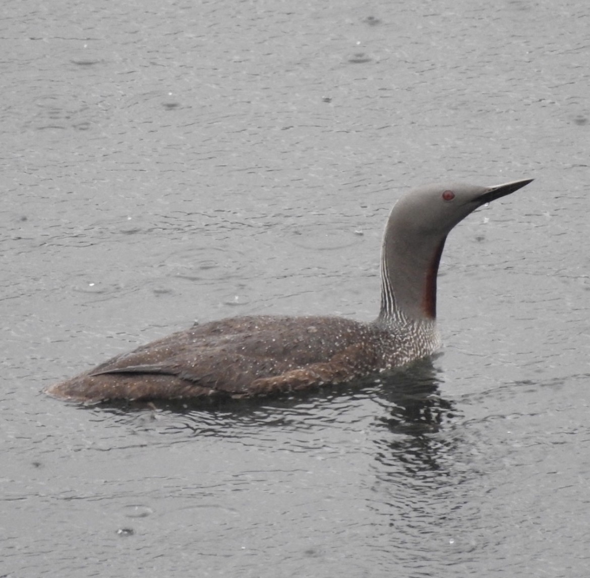 Red-throated Loon - ML481436751