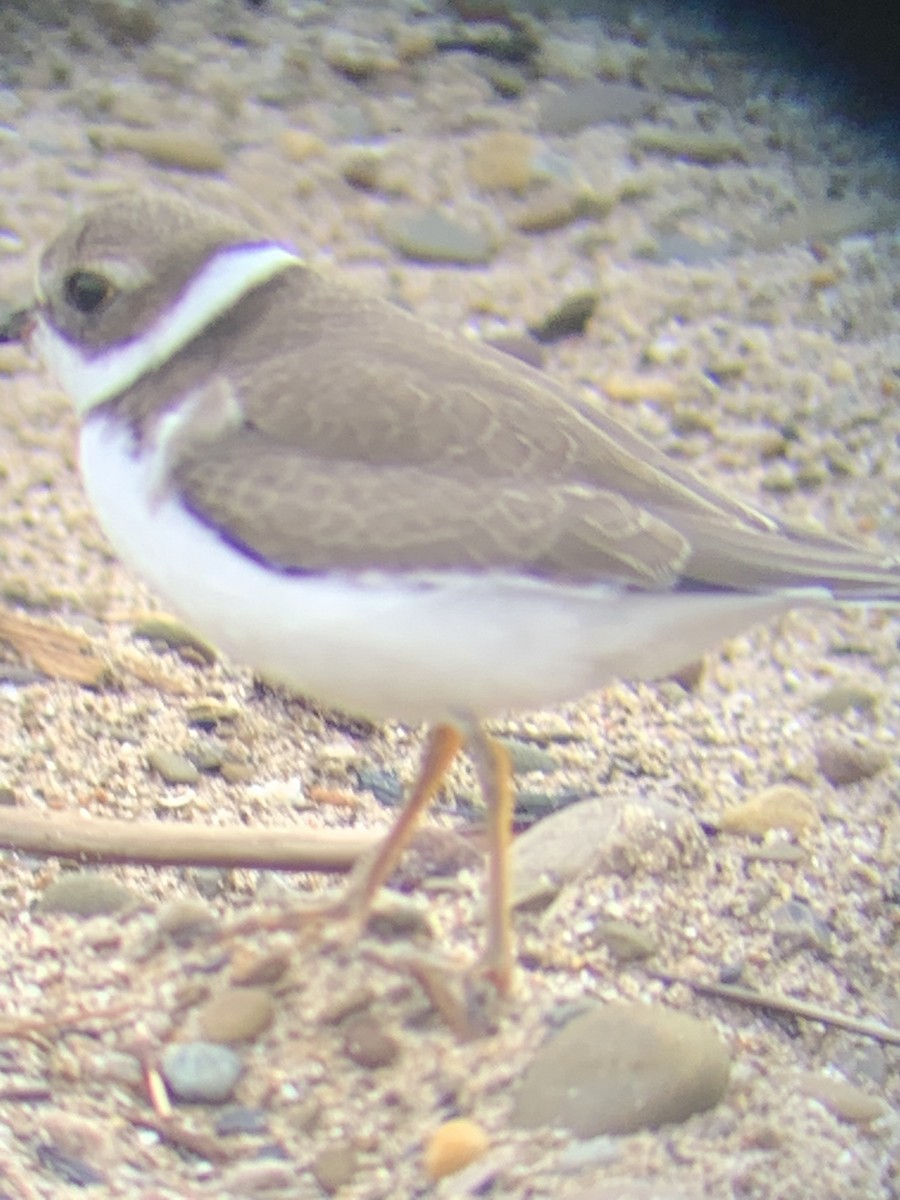 Semipalmated Plover - ML481446121