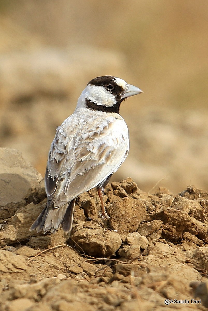 Black-crowned Sparrow-Lark - ML481447491