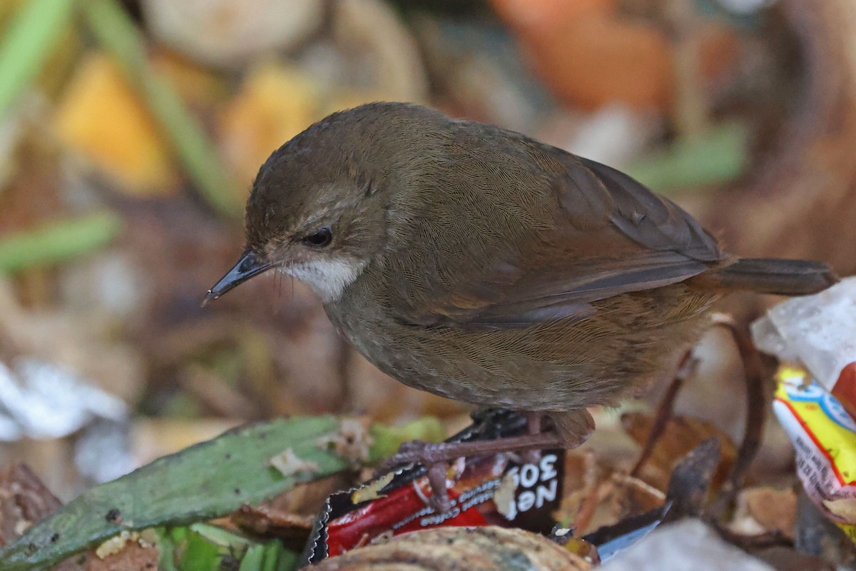 Mountain Mouse-Warbler - ML481447761