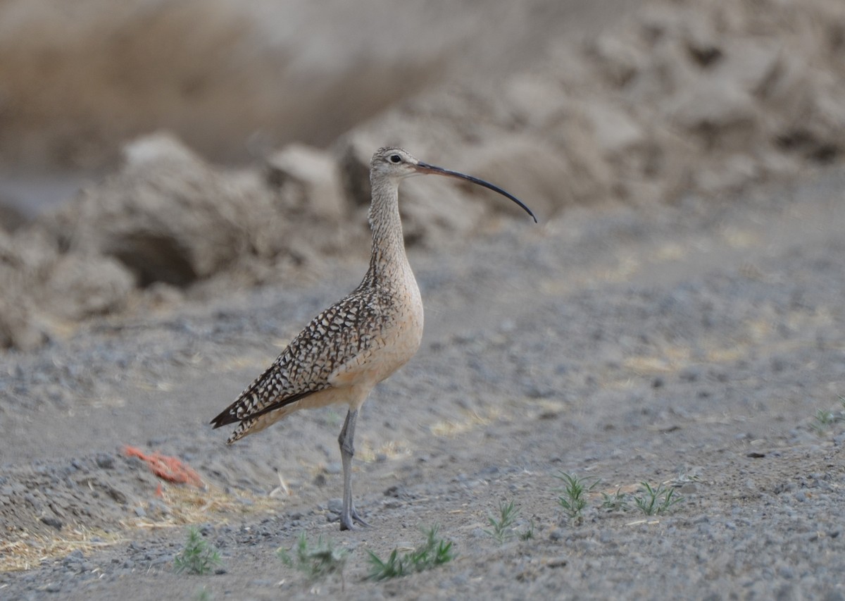 Long-billed Curlew - ML48144861