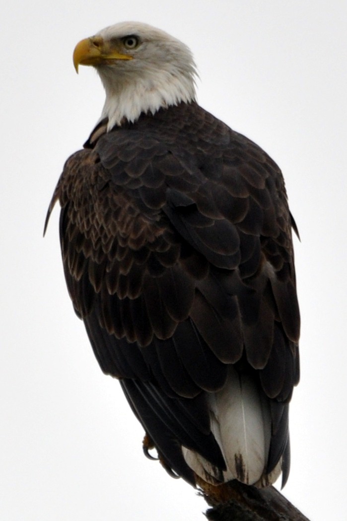 Bald Eagle - ML481448891