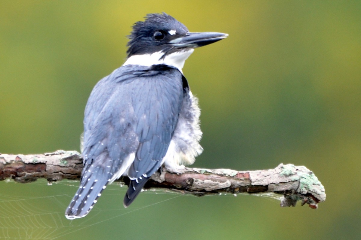 Belted Kingfisher - ML481448951