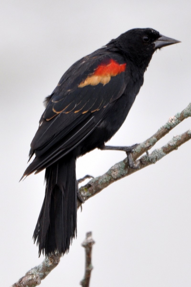 Red-winged Blackbird - ML481449201