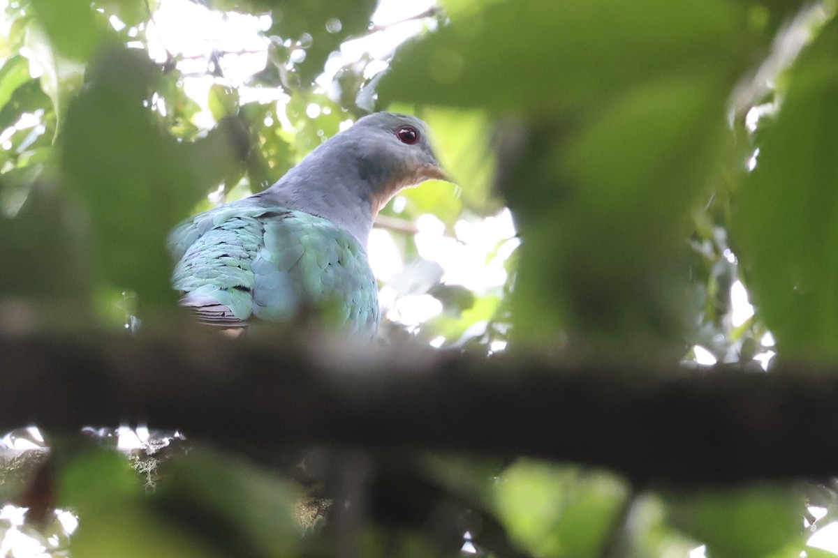 Rufescent Imperial-Pigeon - ML481449931