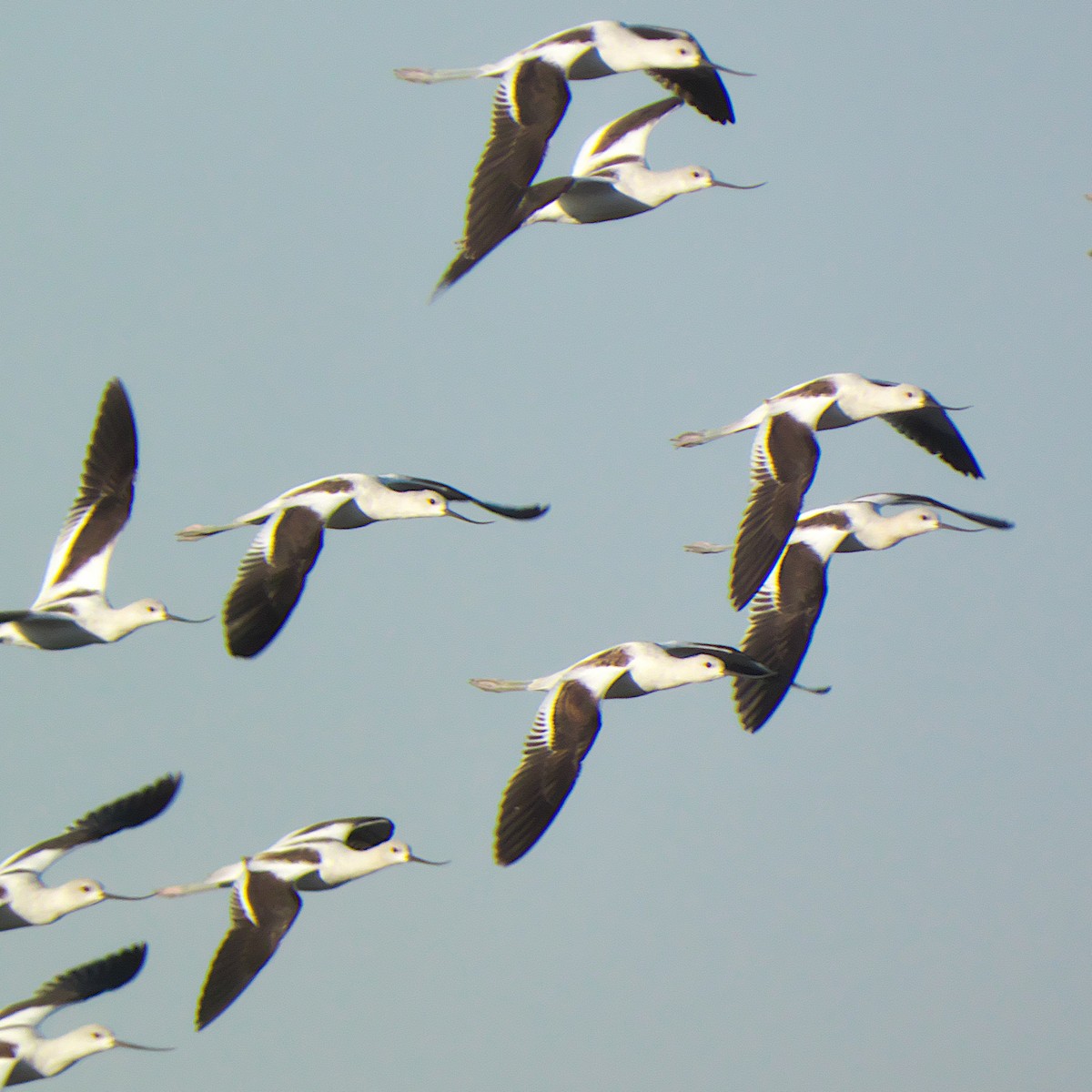 Ebird Checklist Sep Glendale Recharge Ponds Species