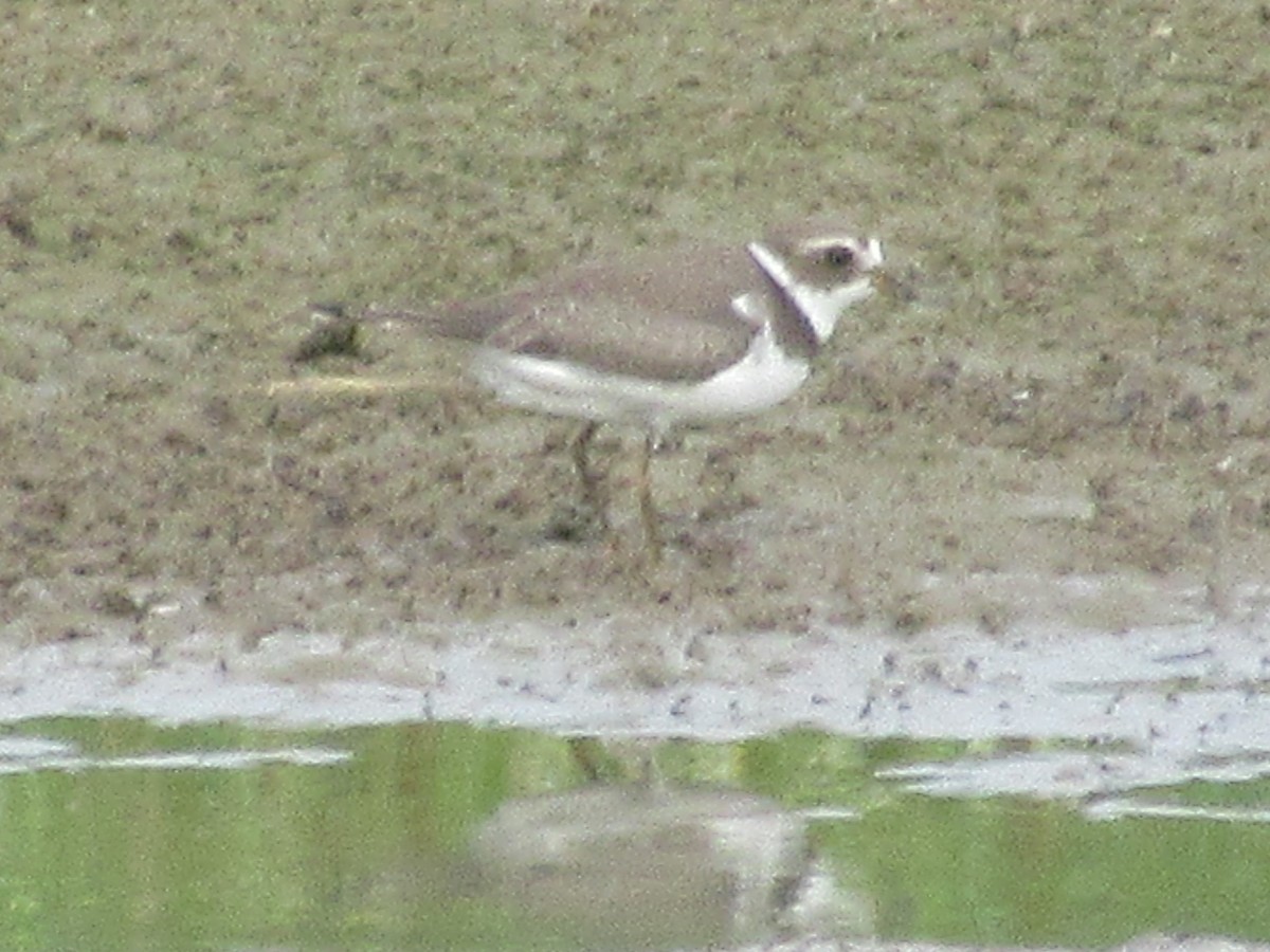 Semipalmated Plover - ML481455811