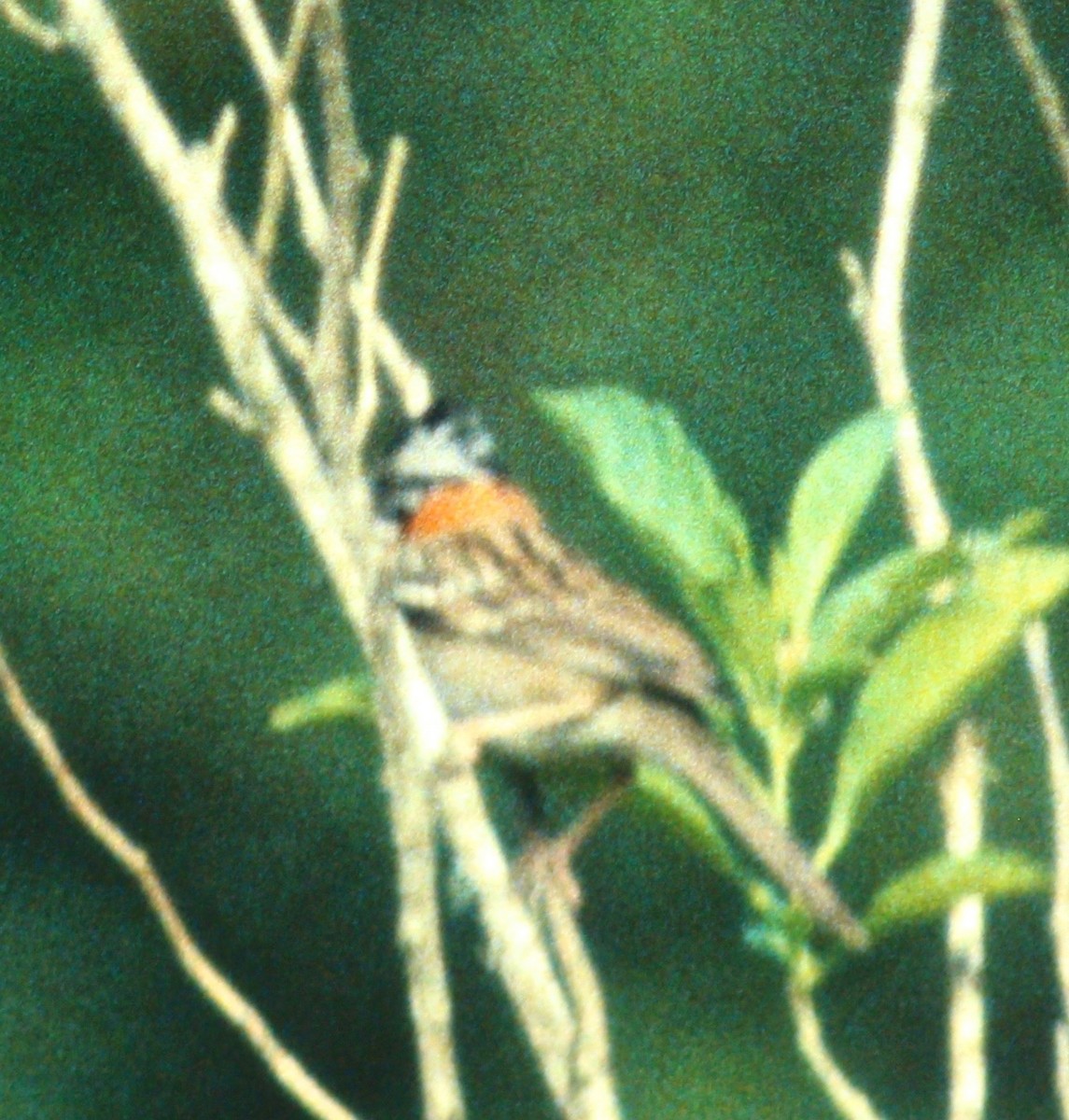 Rufous-collared Sparrow - Dave Czaplak