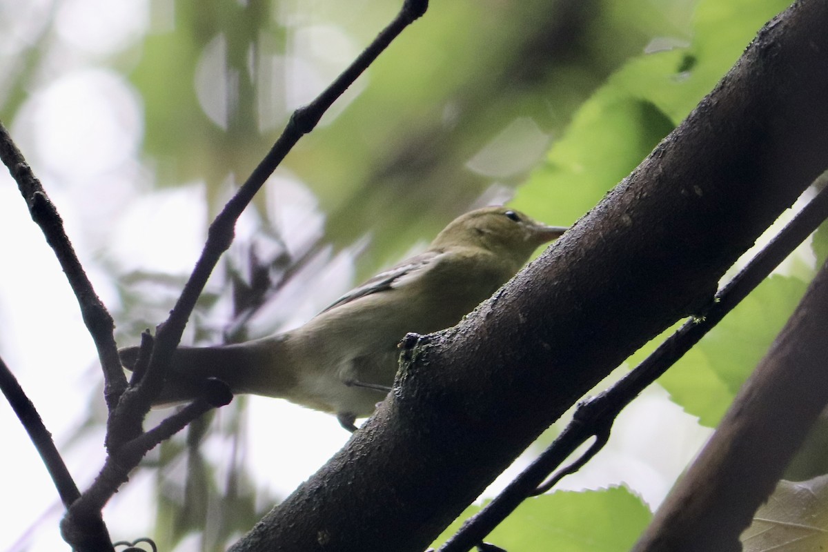 Bay-breasted Warbler - ML481457791