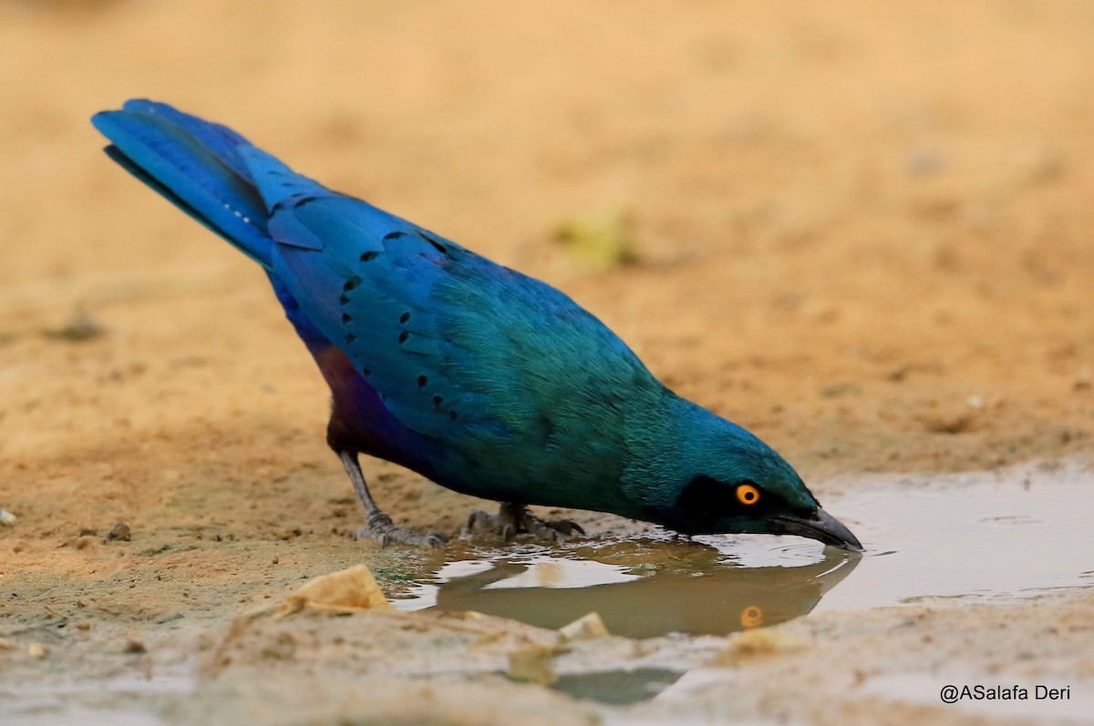 Greater Blue-eared Starling - ML481460581
