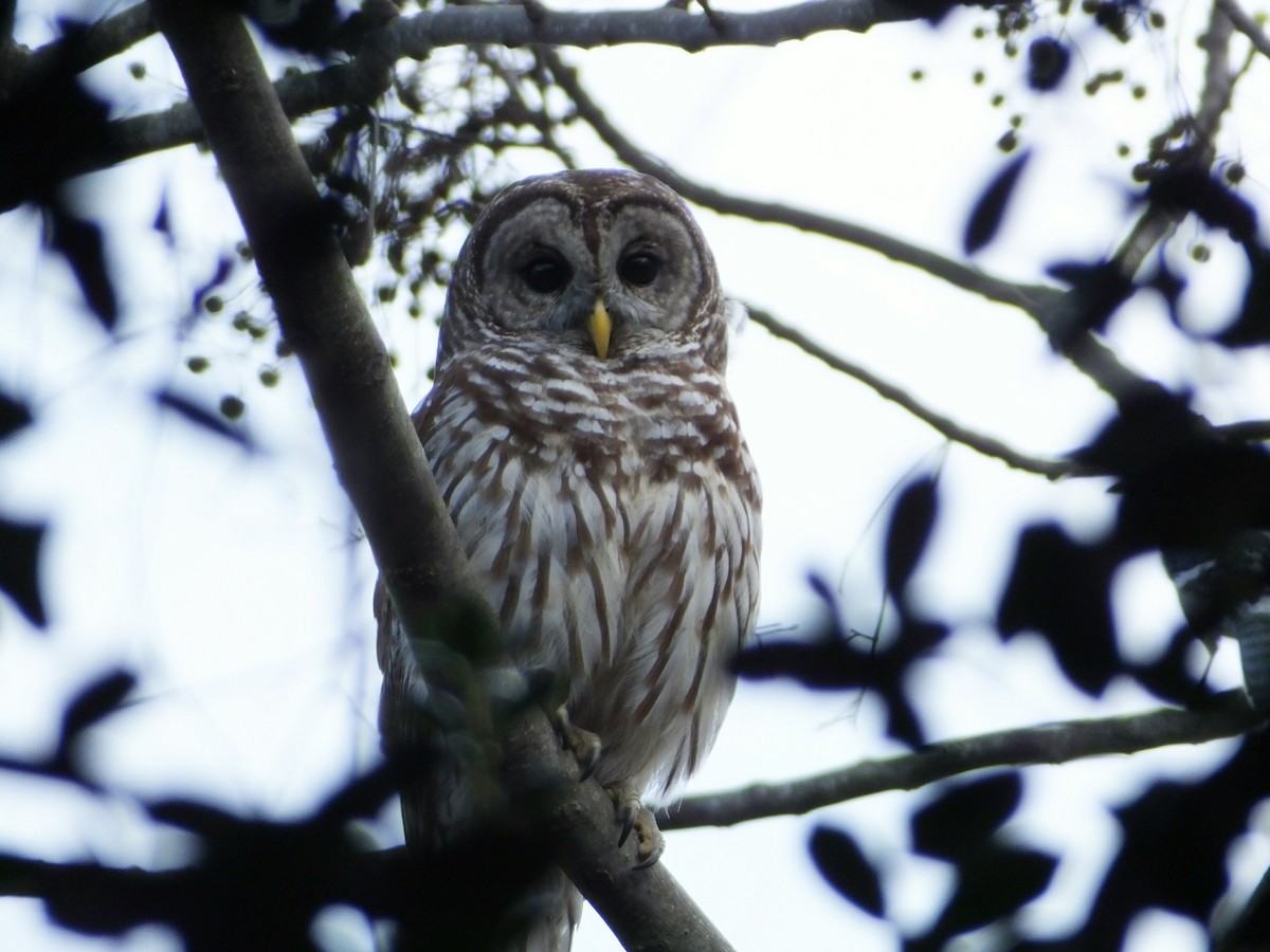 Barred Owl - ML48146301