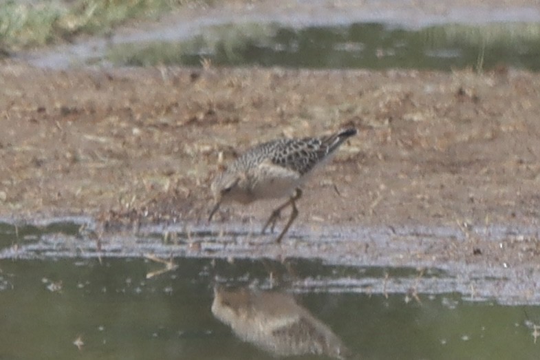 eBird Checklist 3 Sep 2022 Reeds Sod FarmAllentown Lakewood Rd