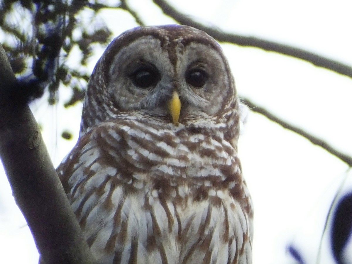 Barred Owl - ML48146341