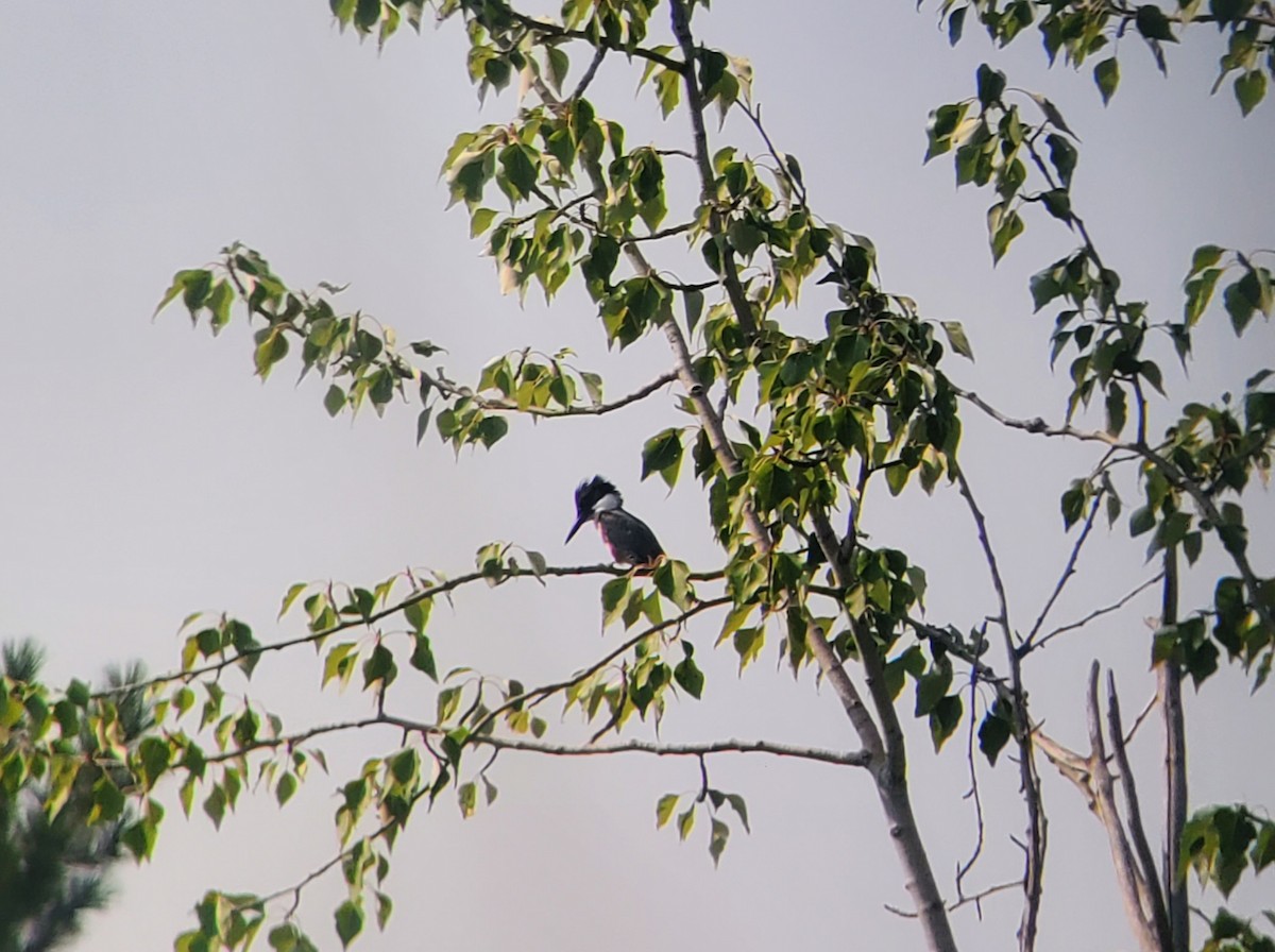 Belted Kingfisher - ML481464331