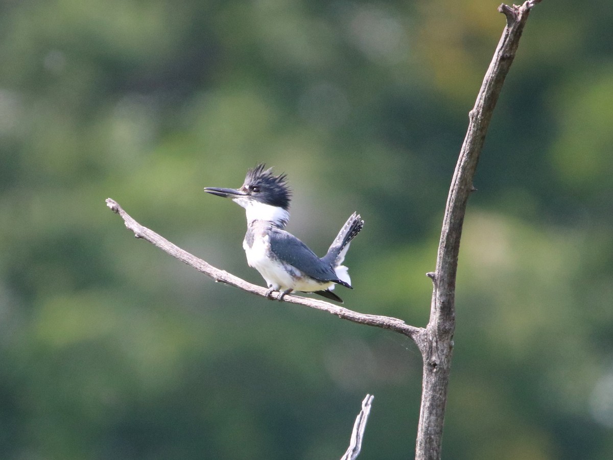 Belted Kingfisher - ML481468031