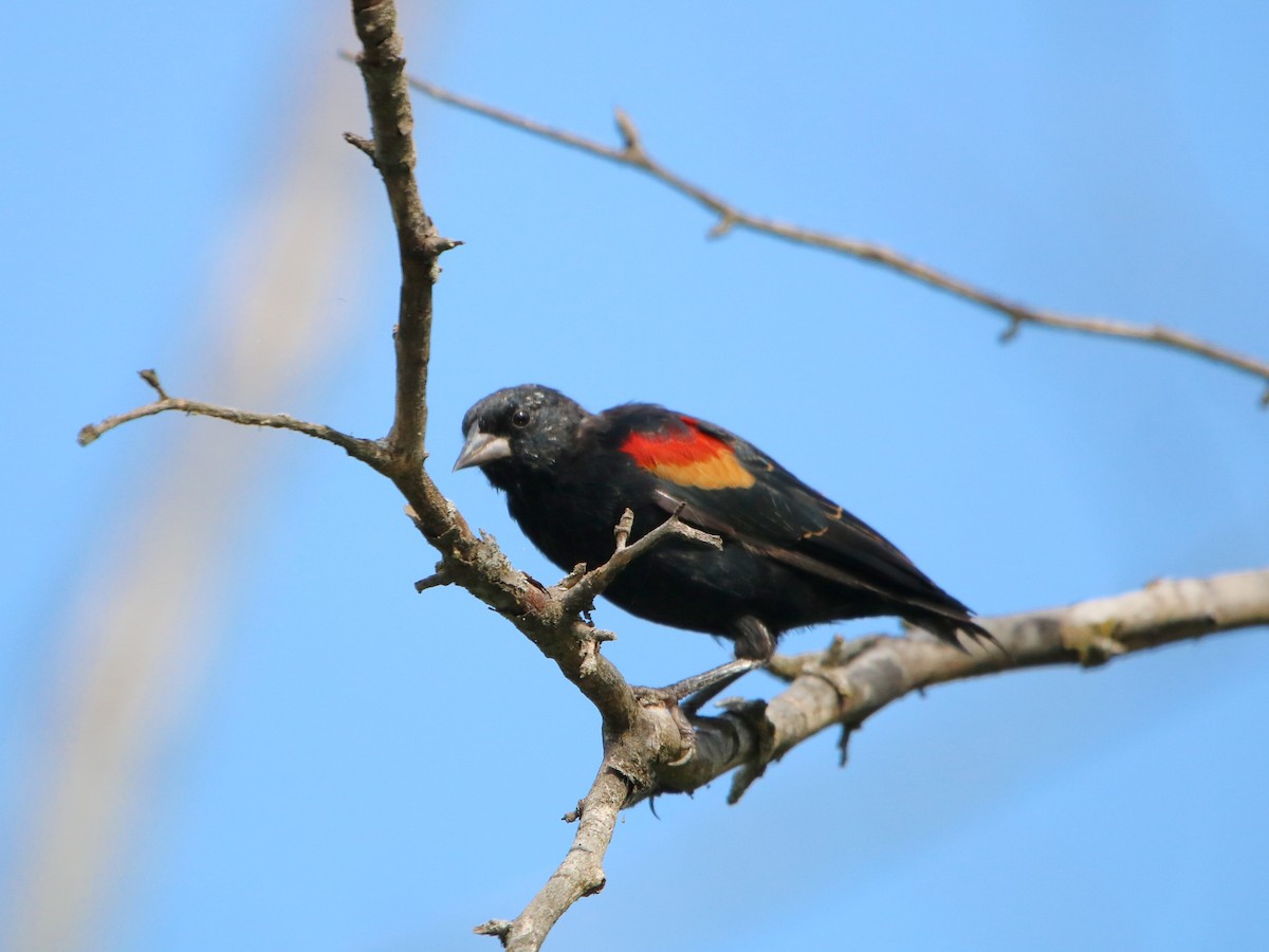Red-winged Blackbird - Plamen Peychev