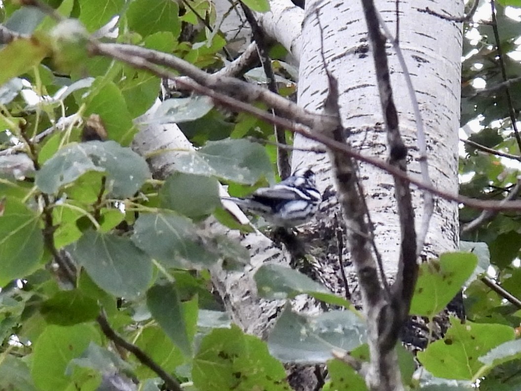 Black-and-white Warbler - ML481468981