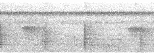 Grünflügel-Trompetervogel (dextralis) - ML48147