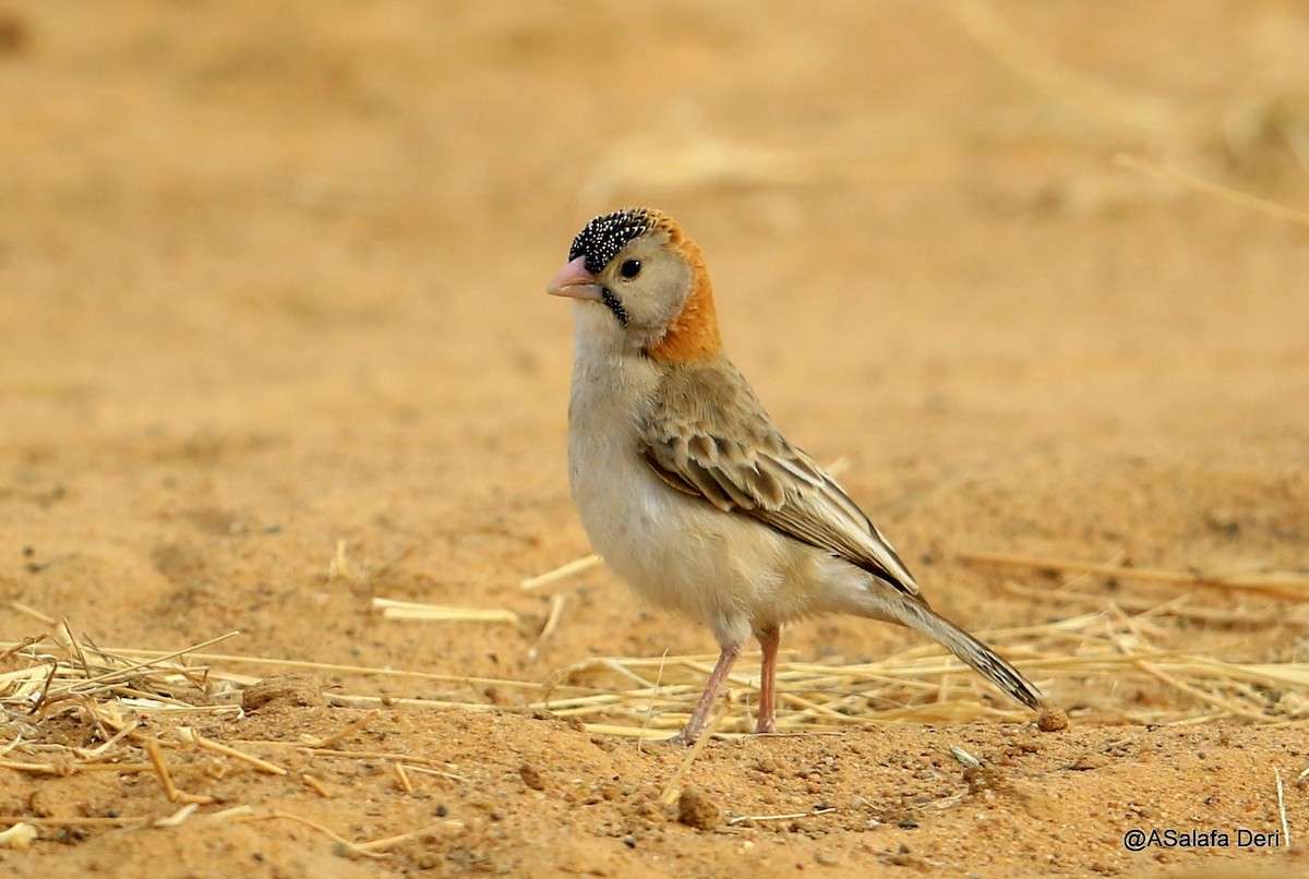 Speckle-fronted Weaver - ML481474511