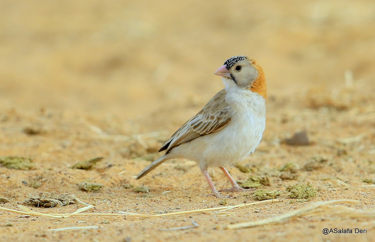 Speckle-fronted Weaver - ML481474521
