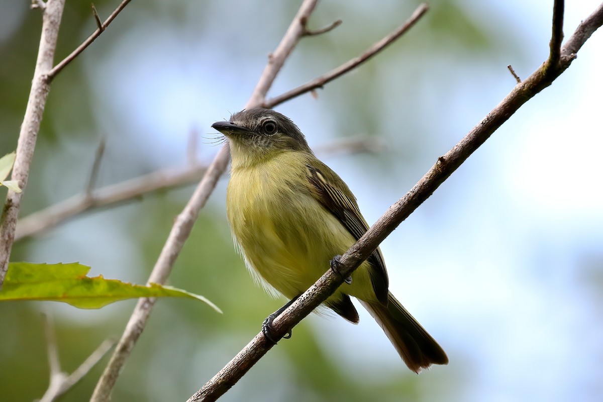 Gray-crowned Flatbill - ML481474711