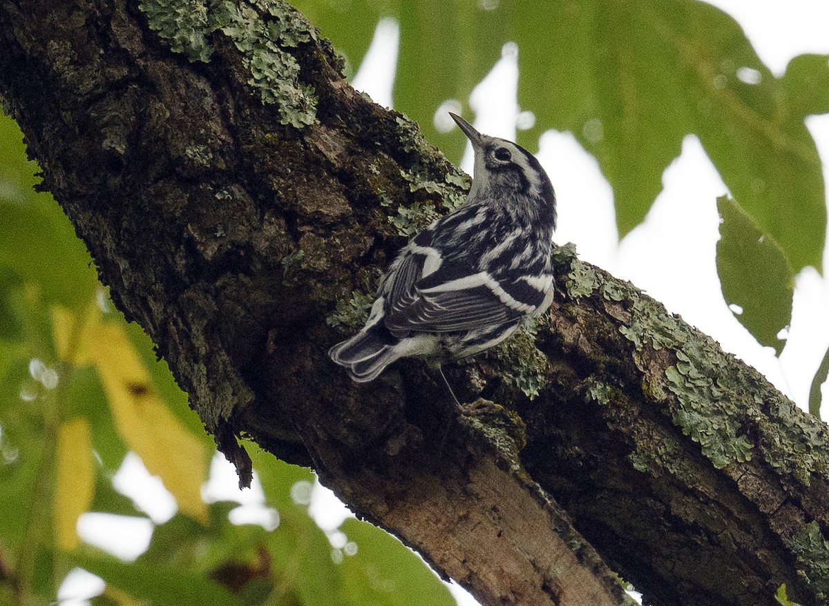 Black-and-white Warbler - ML481475551