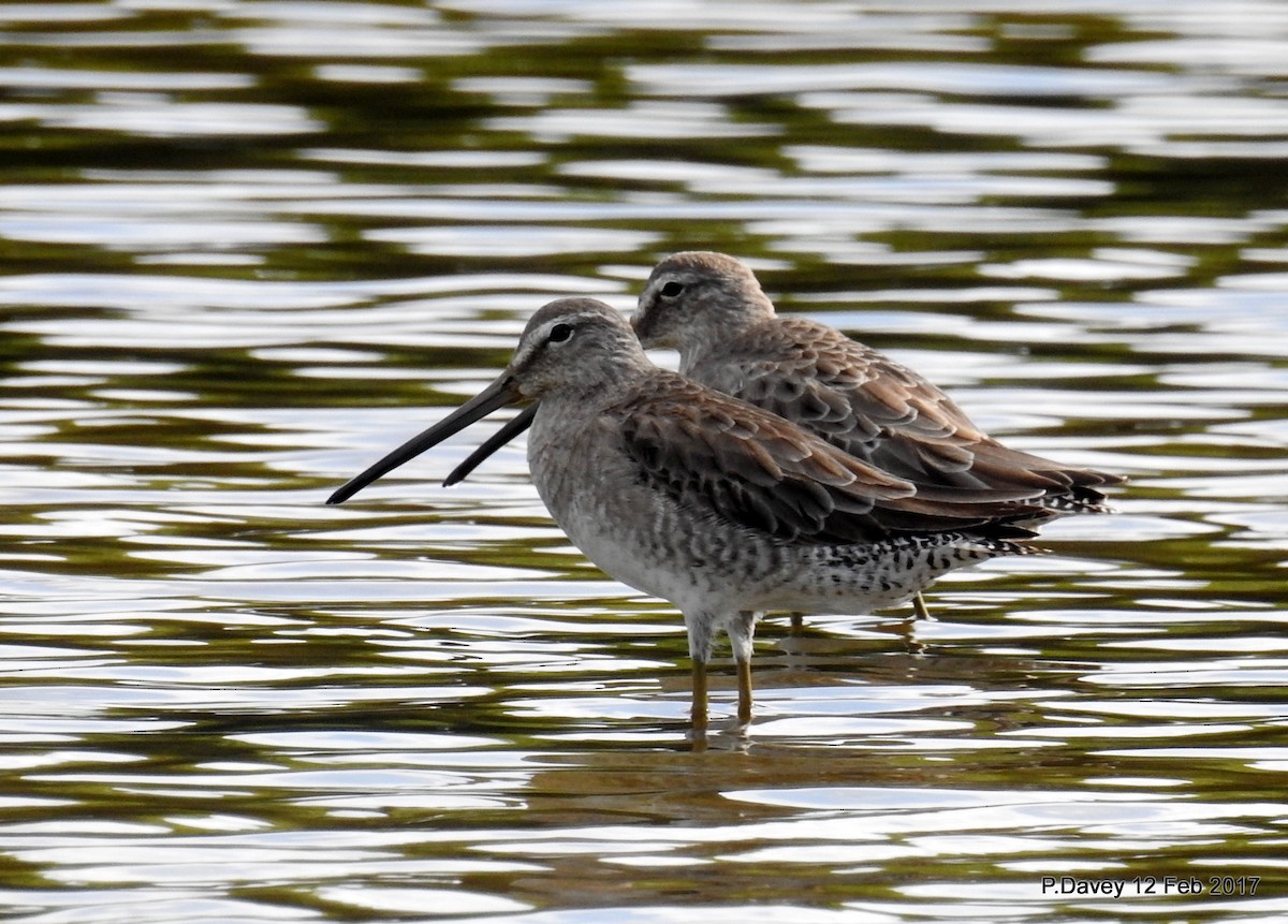 Long-billed Dowitcher - ML48147611