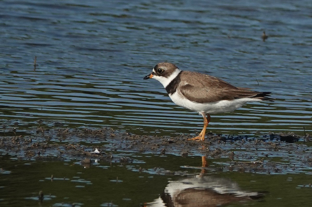 Semipalmated Plover - ML481477921