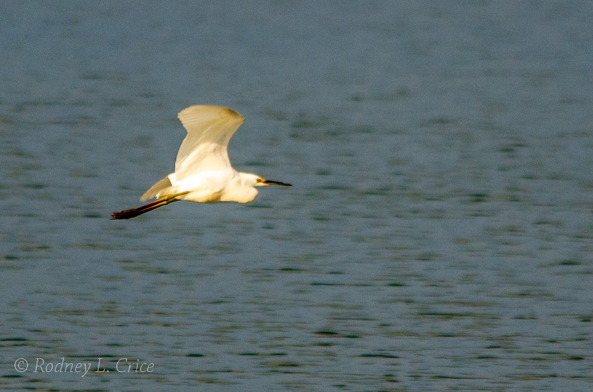 eBird Checklist 3 Sep 2022 Ballard WMAMitchell Lake 16 species