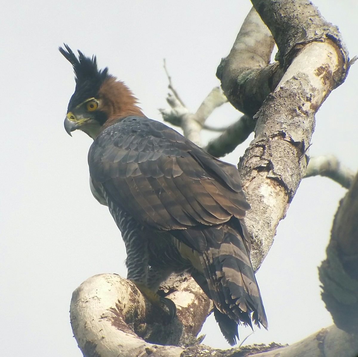 Ornate Hawk-Eagle - marvin ramirez