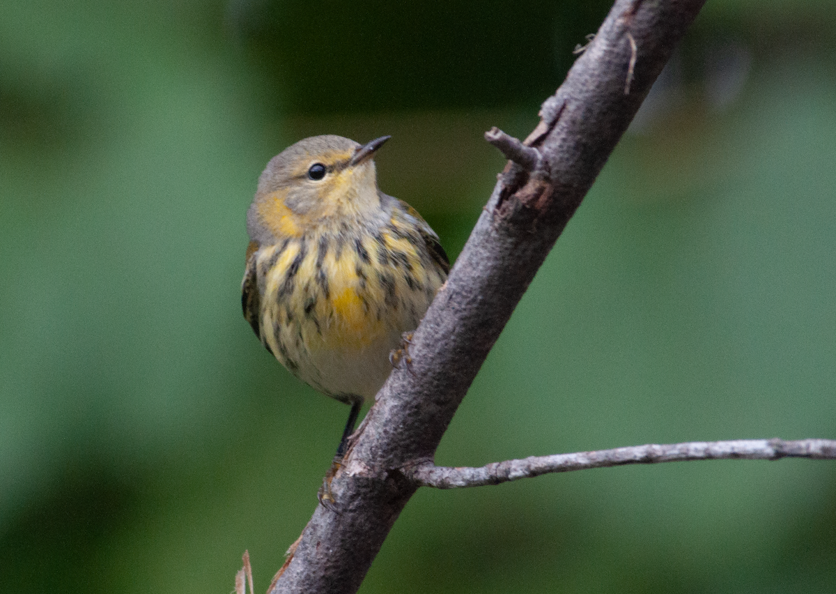 Cape May Warbler - ML481487191