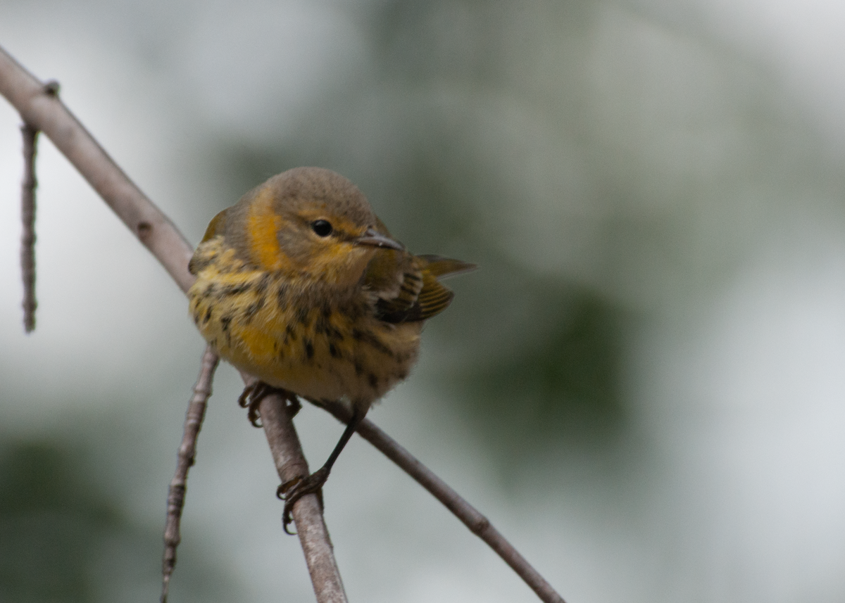 Cape May Warbler - ML481487201