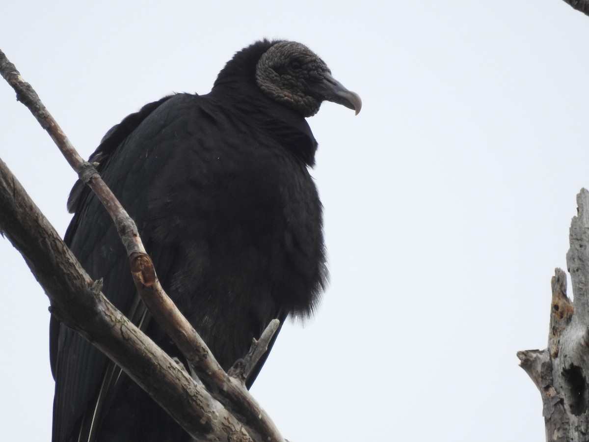 Black Vulture - ML48149061