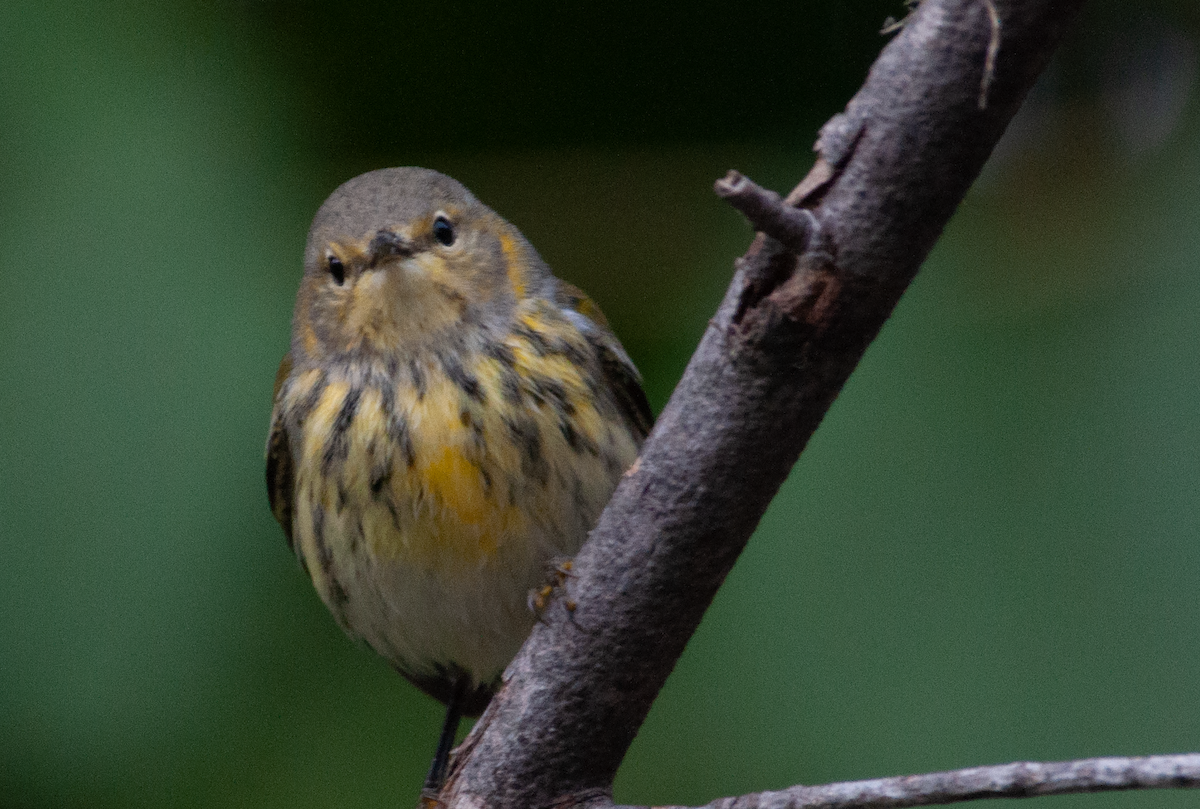 Cape May Warbler - ML481491111