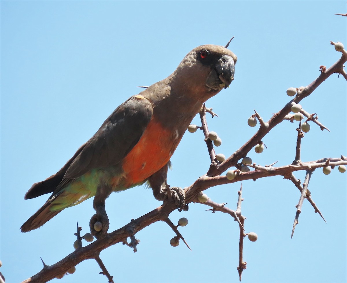 Red-bellied Parrot - ML481491571