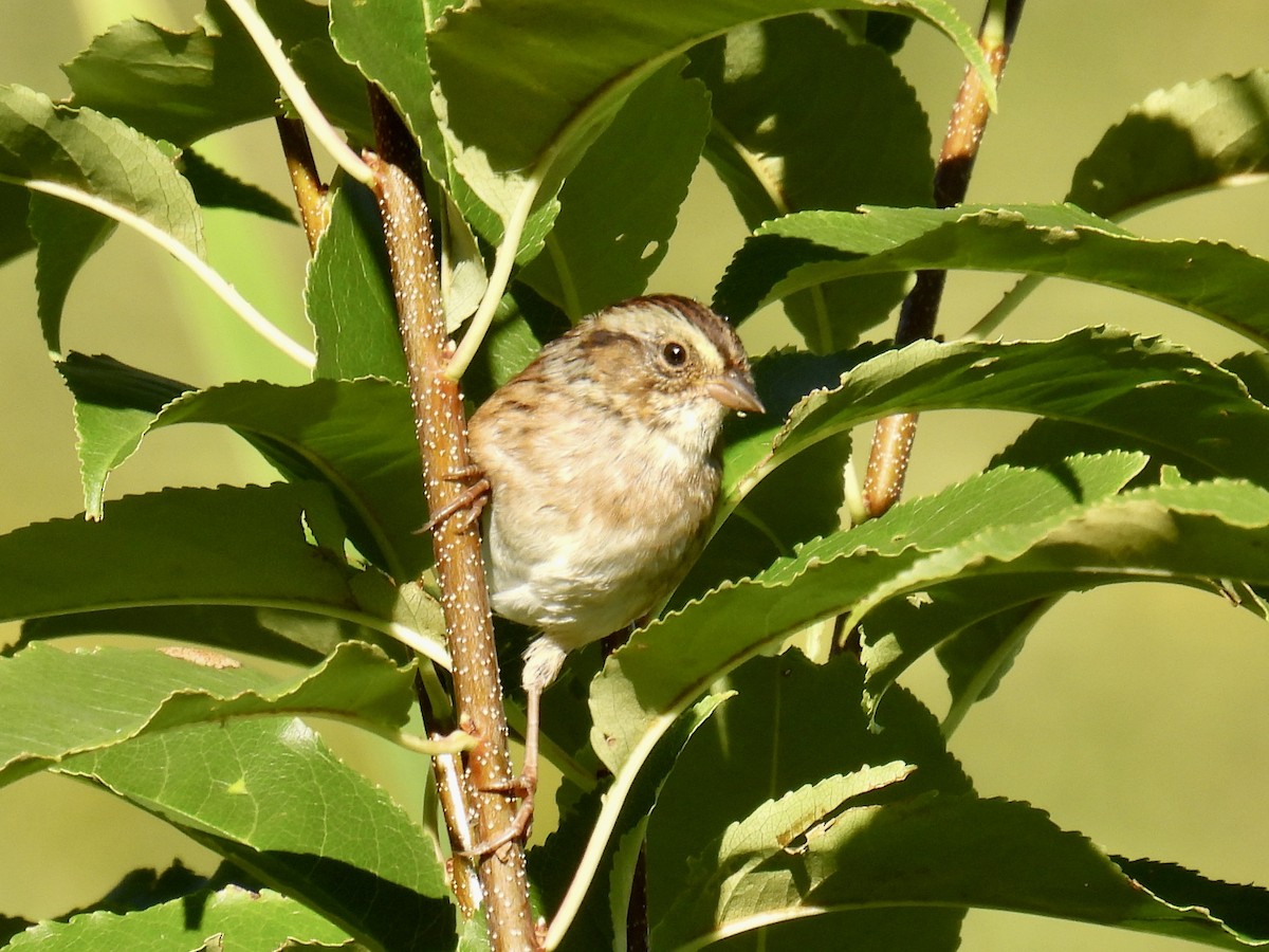 Swamp Sparrow - ML481496411