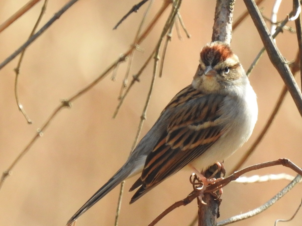Chipping Sparrow - ML48150101