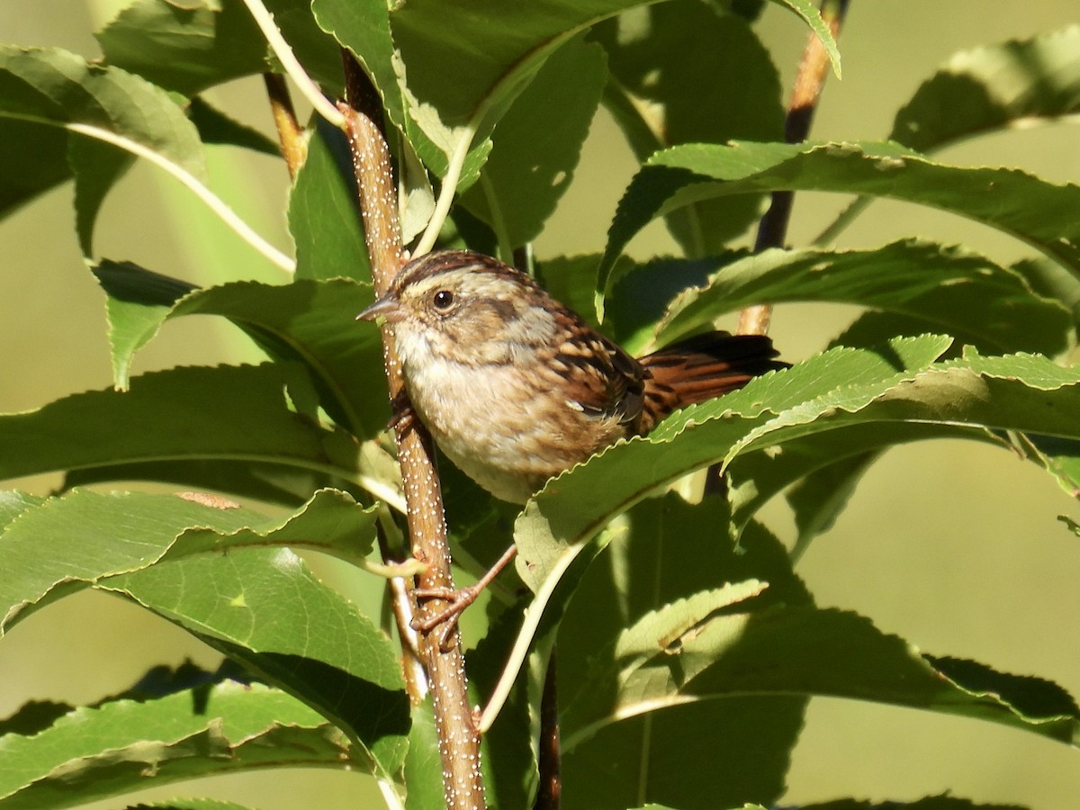 Swamp Sparrow - ML481502361