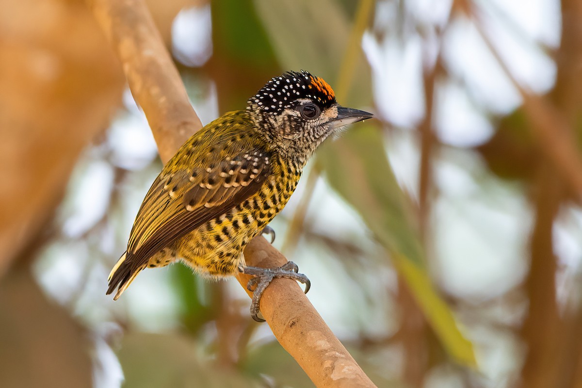 Golden-spangled Piculet (Bahia) - Kevin Berkoff