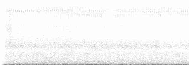 holub skalní (domácí) - ML481505651