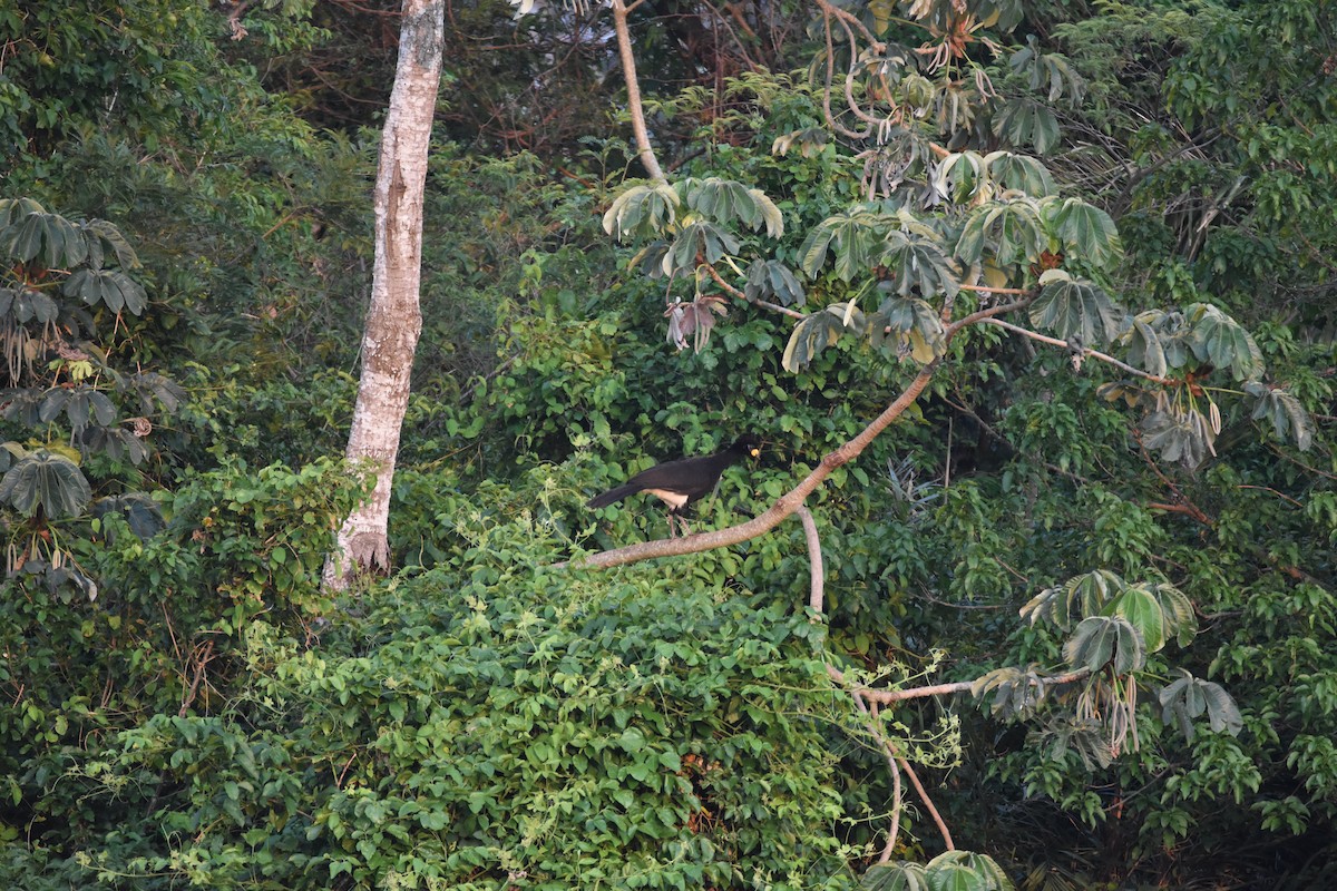 Bare-faced Curassow - ML481510061