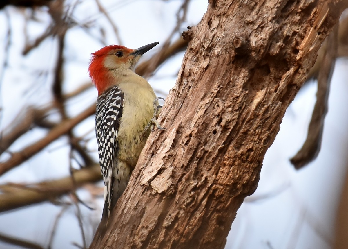 Red-bellied Woodpecker - Don Carbaugh