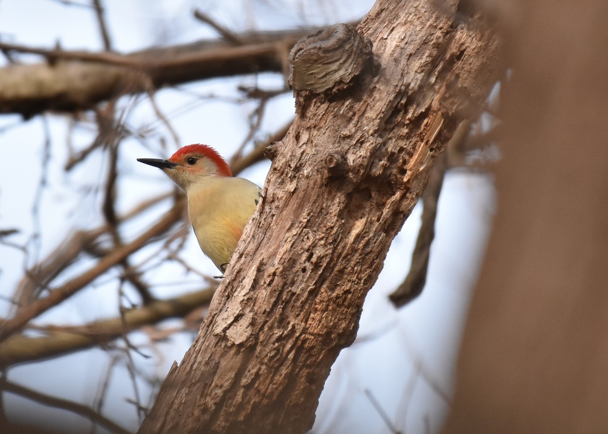 Red-bellied Woodpecker - ML48151791