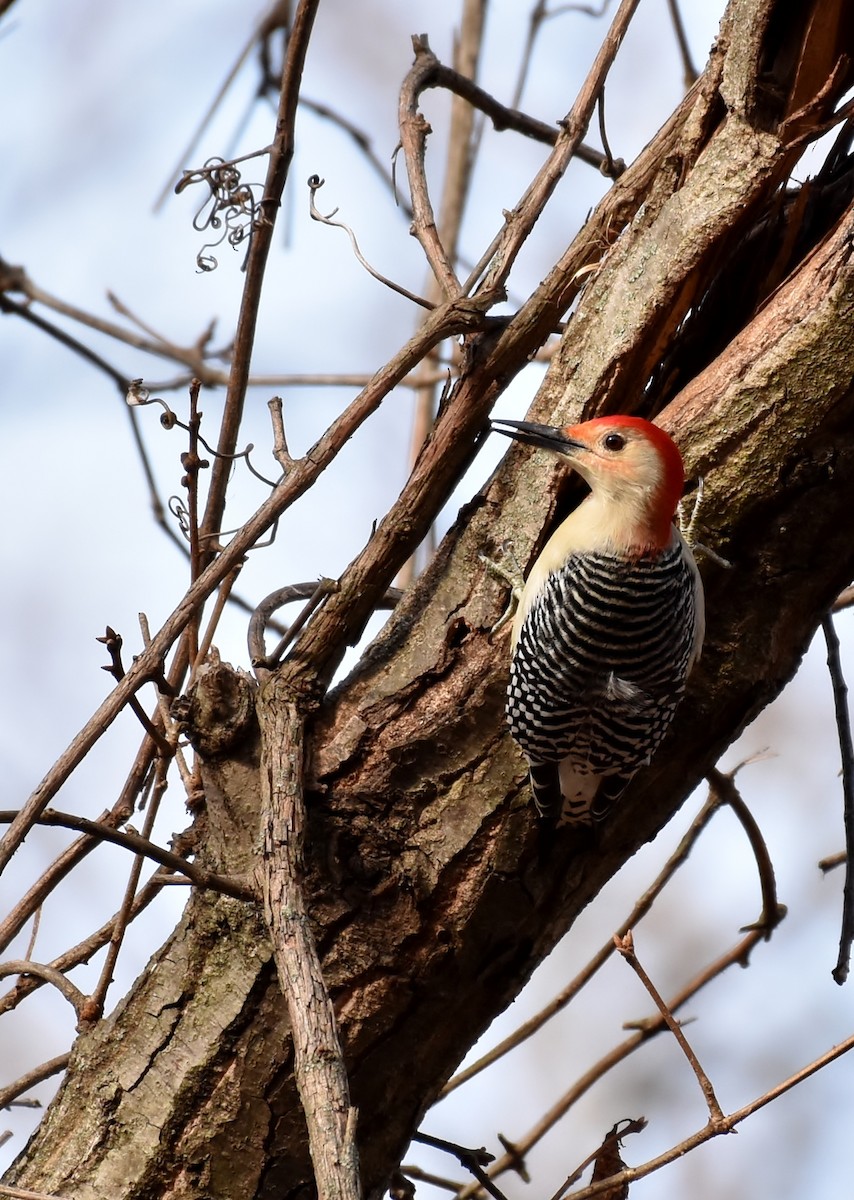 Red-bellied Woodpecker - ML48151811