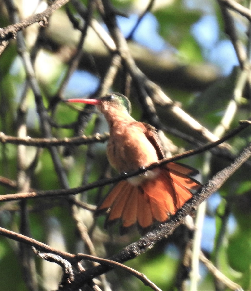 Cinnamon Hummingbird - Heidi Pasch de Viteri