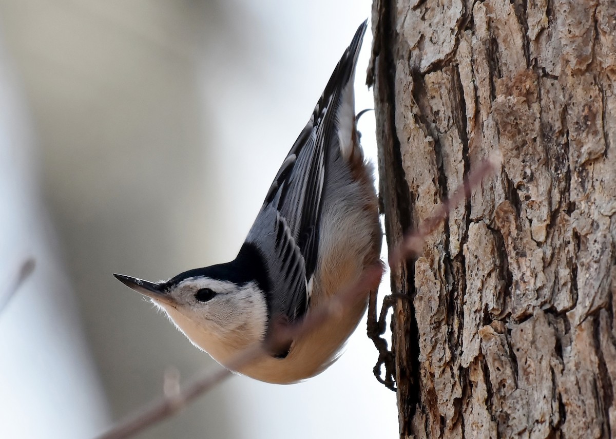 White-breasted Nuthatch - Don Carbaugh
